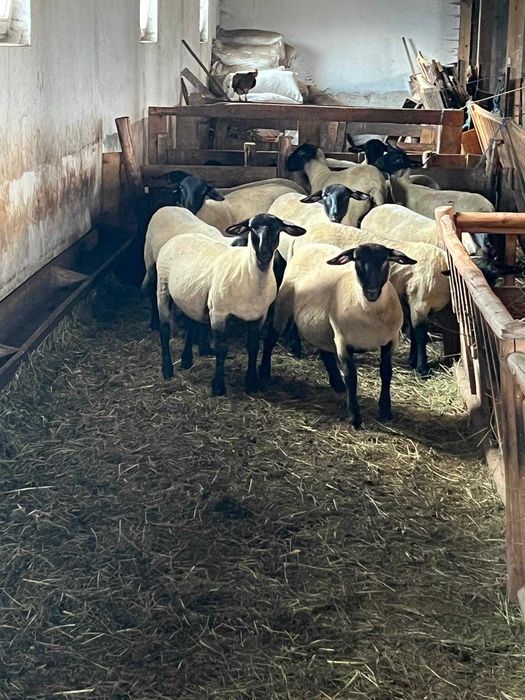 Oi Suffolk cu pedigree