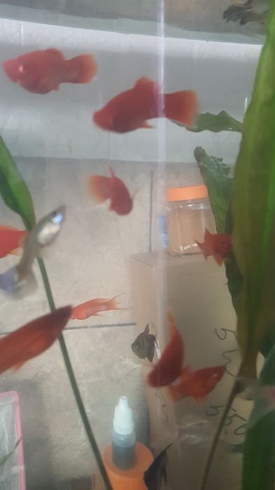 Продам рыбок балық сатам