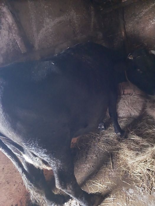 Vând 3 vaci de tinut