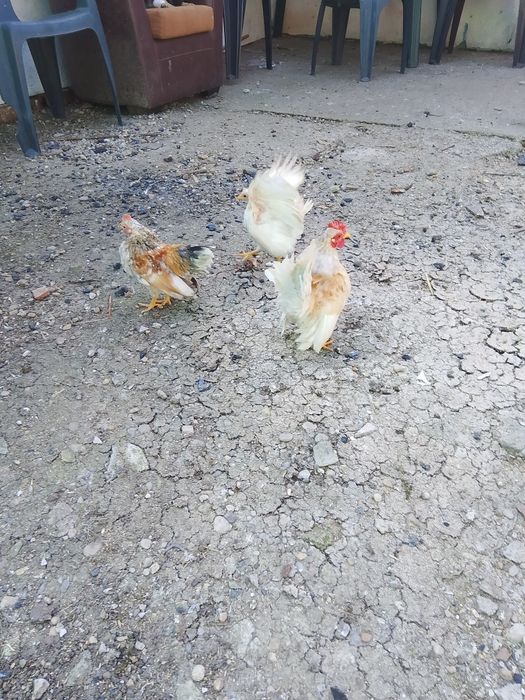 Pui, oua și găini Serama
