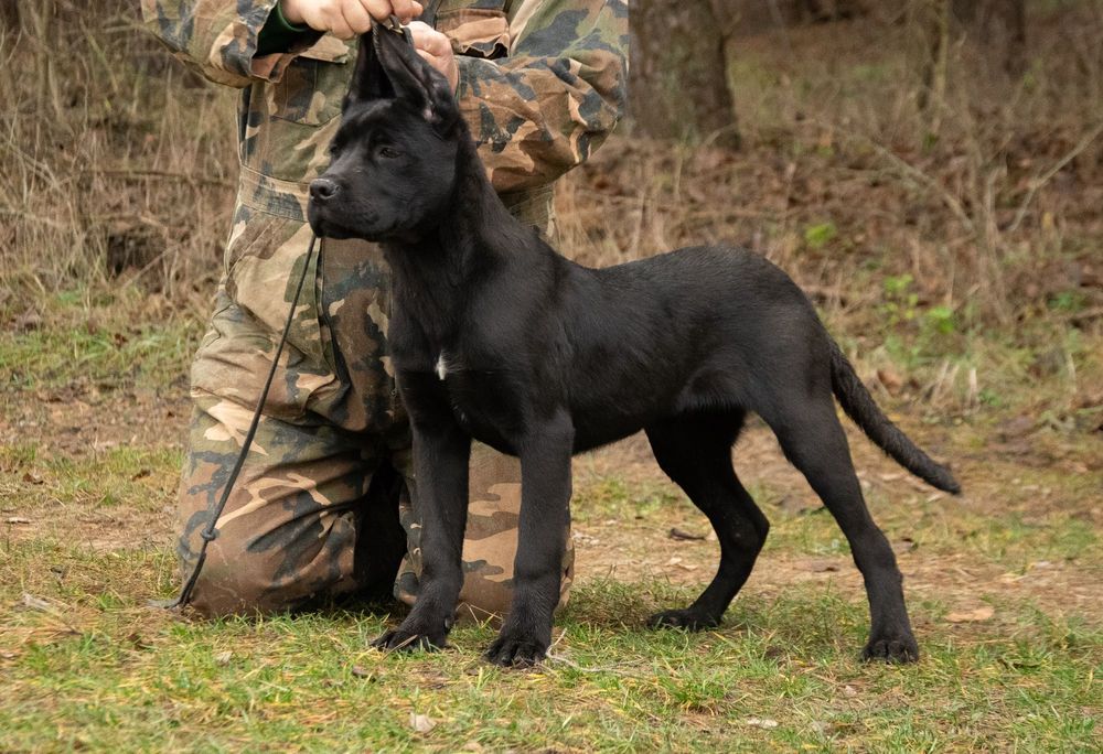 Cane Corso 5 luni Mascul