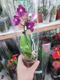 Мини орхидейки красота неописуемая