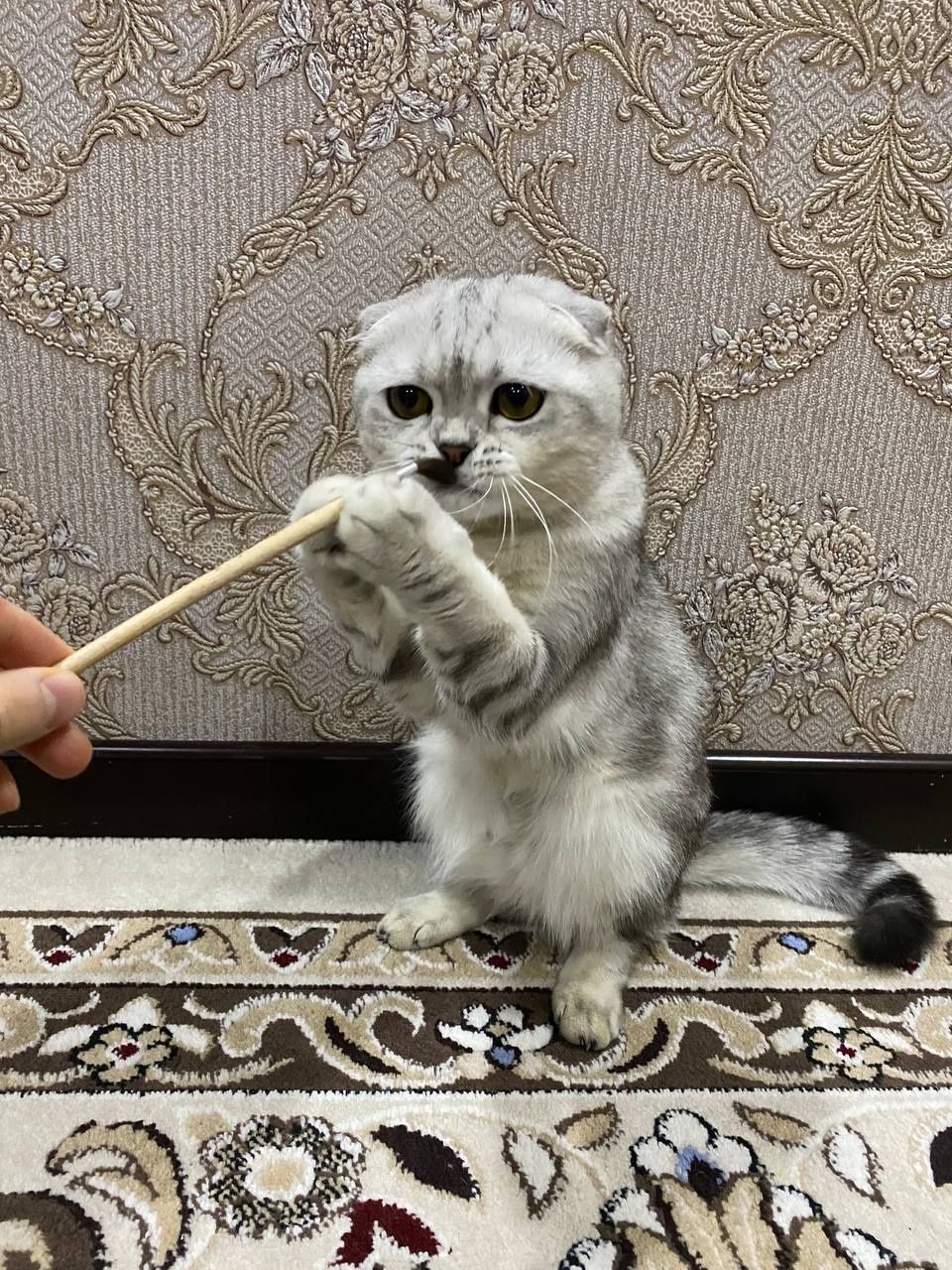 Продаётся Скотиш фолд мальчик