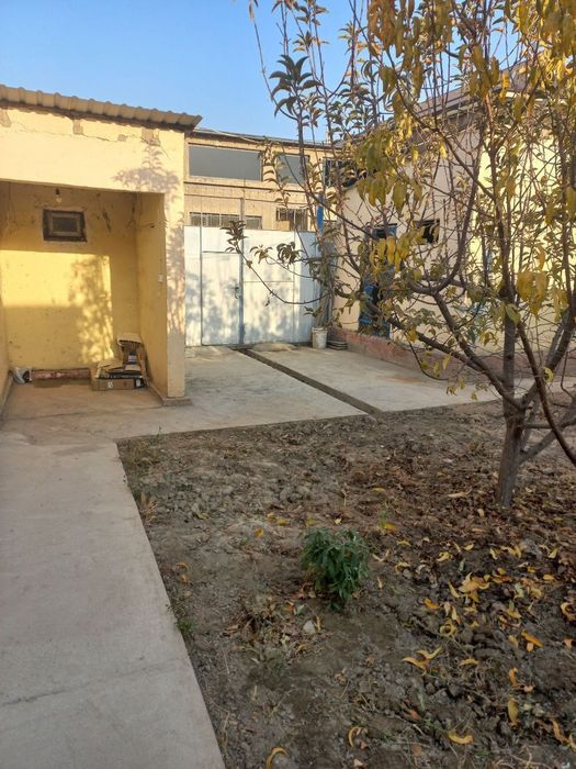 Kotej sotiladi savxo'z yo'lni yuzida