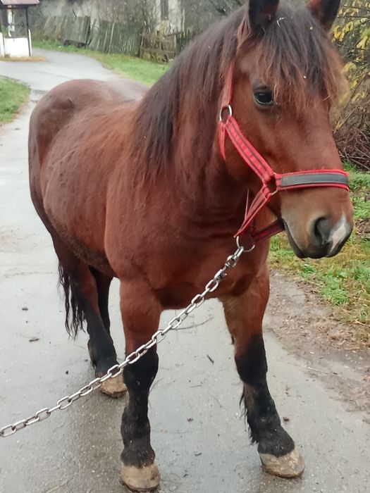 De vânzare iapă de 6 ani , nu mușcă nu bate, nu accept schimburi