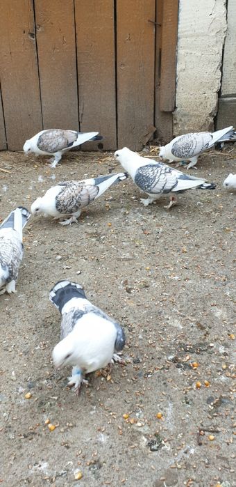 Porumbei santineti maturi și tineret