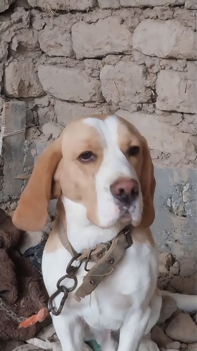 Bigil kuchuk sotiladi