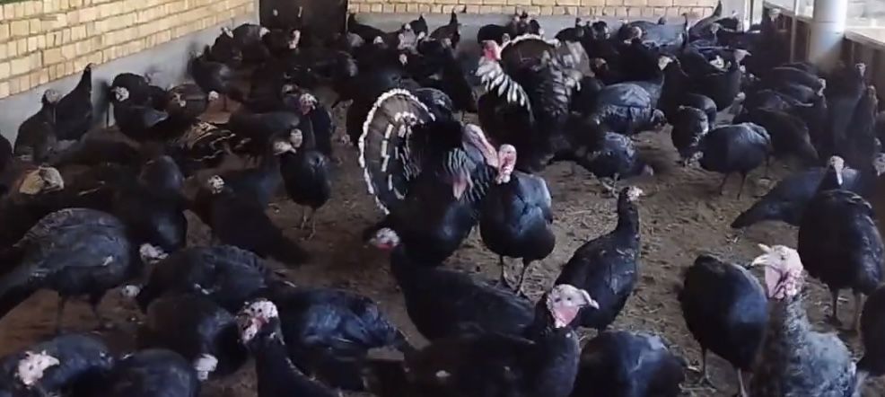 Продам индюки ………