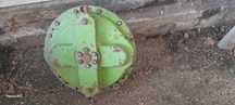 Reductor porumb claas