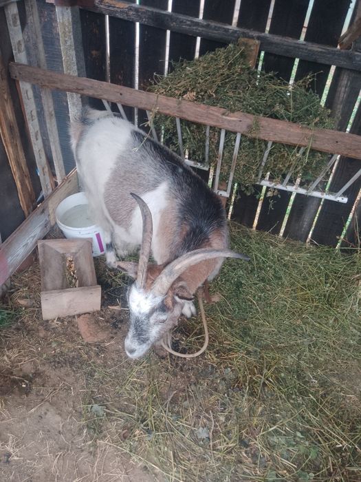 Vând capra montata sau schimb