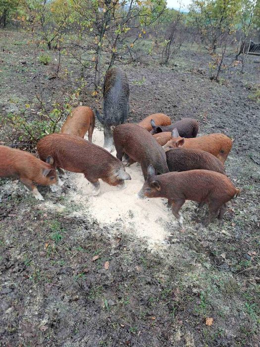 Малки банкетни прасета полу диви