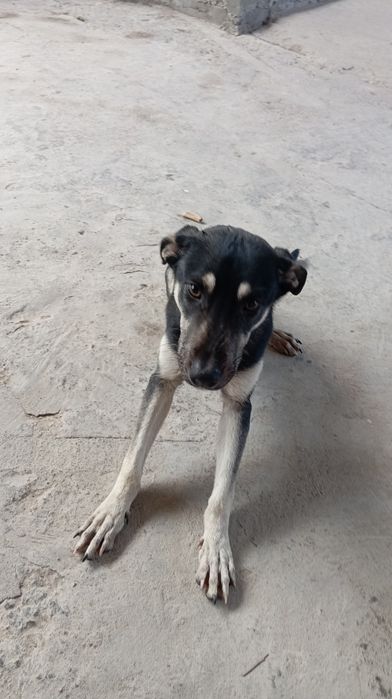 Собака в хорошие руки