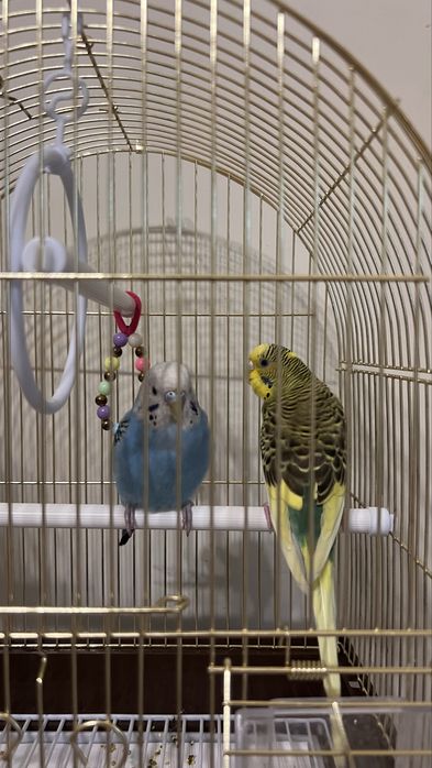 Волнистый попугай сатылады қолға үйреніп қалған тез арада