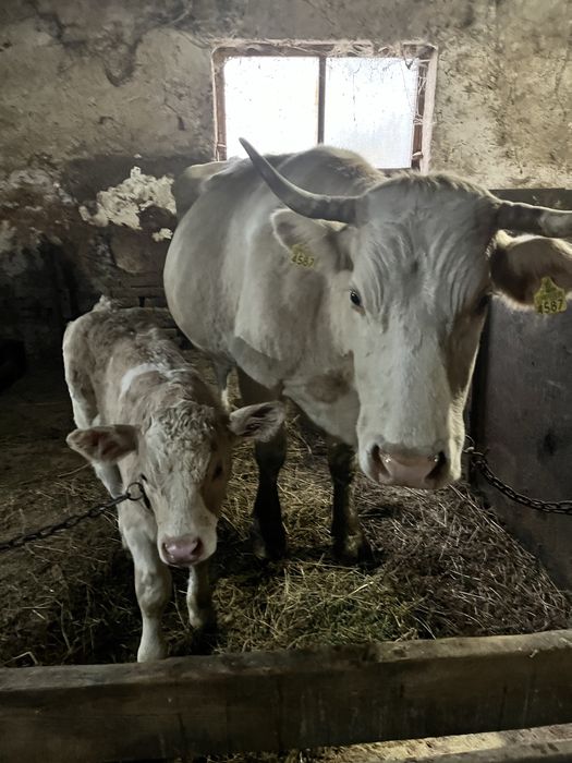 Vand vaca cu vitel de vanzare