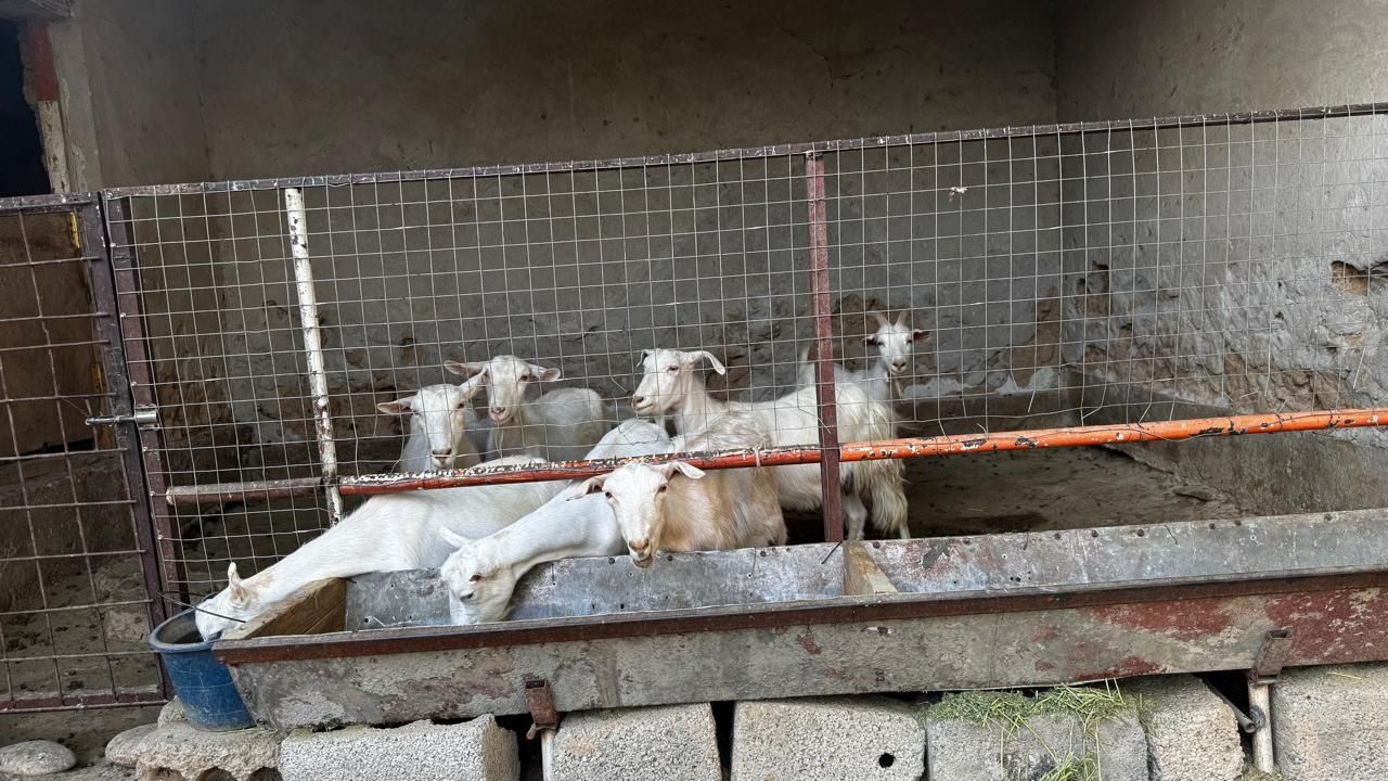 Ешкілер мен лақтар