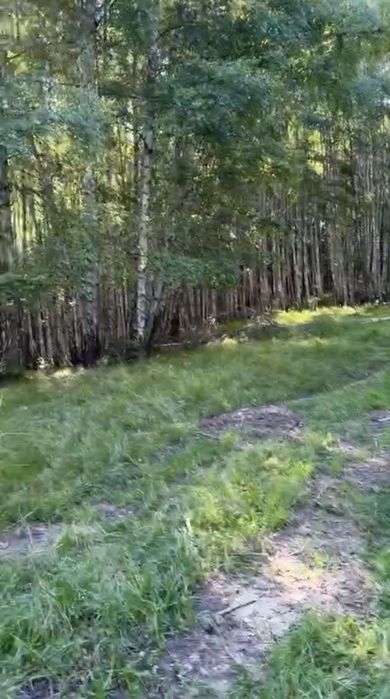 Pășune împădurită