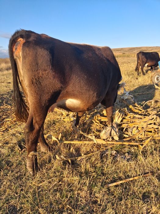 Vând vaca gestanta in 8 luni