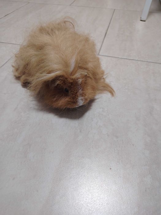 DONEZ porcusor de Guineea q