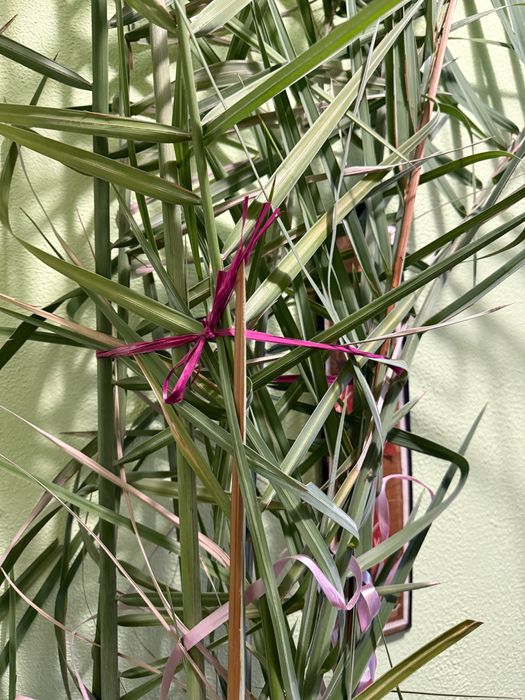 Финикова палма 280см.