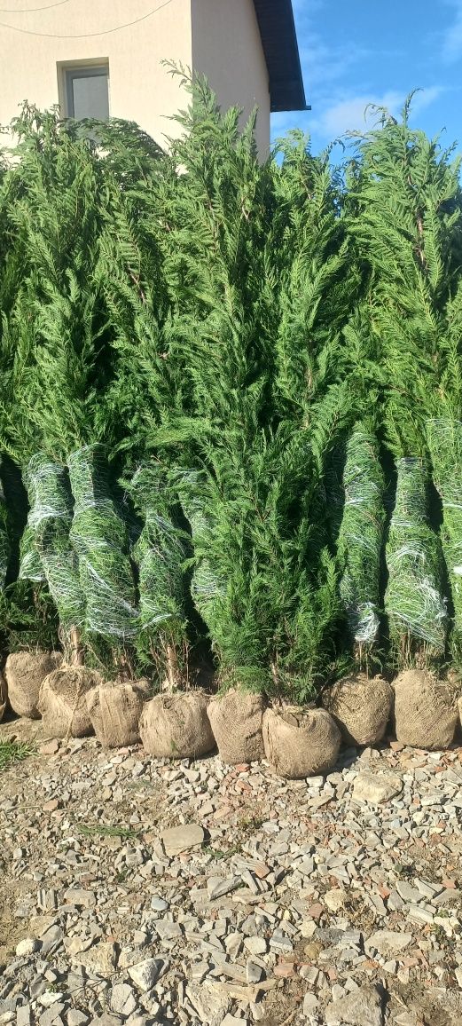 Vând tuia leylandii suntem producător oferim livrare gratuita în toată