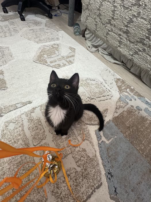 Отдам котенка-девочку в добрые руки