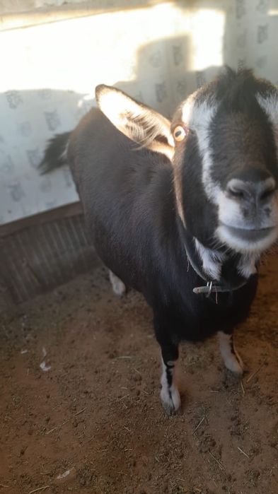 Ешкі Альпий порода