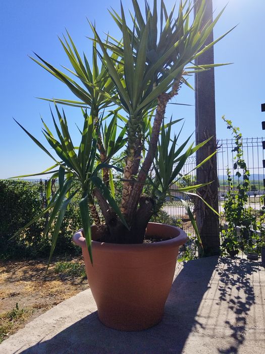 yucca elephanties /exotic