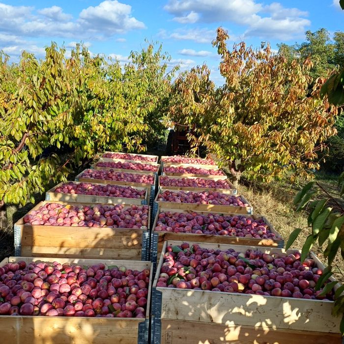 3,5 lei florina și 3lei golden angro