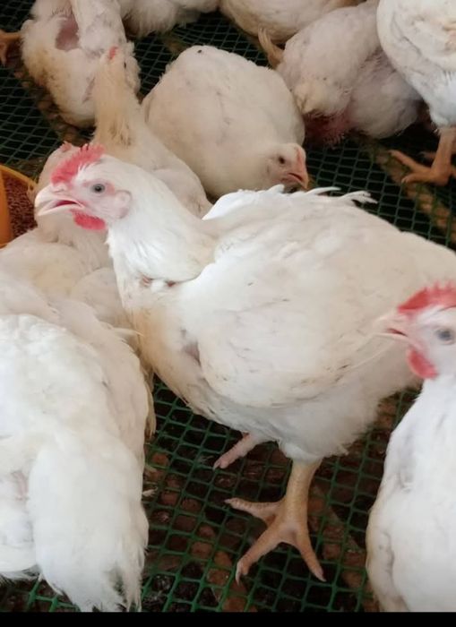 Avem pui Alb de carne 3 kg