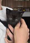 Donez scottish fold mix
