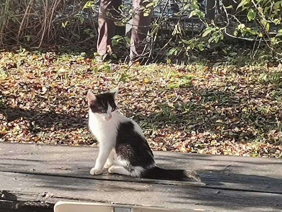 Pisoi - Motanel 2-3 luni – Ilfov, Bucuresti