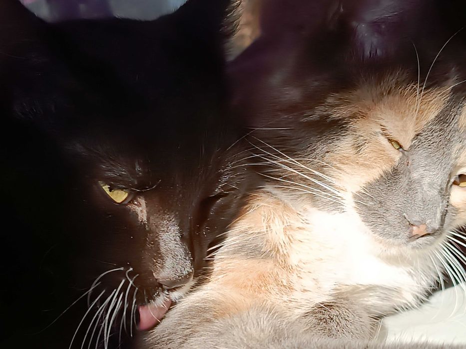 -34° в Усть-Каменогорске было, а БАБОЧКА это её имя.