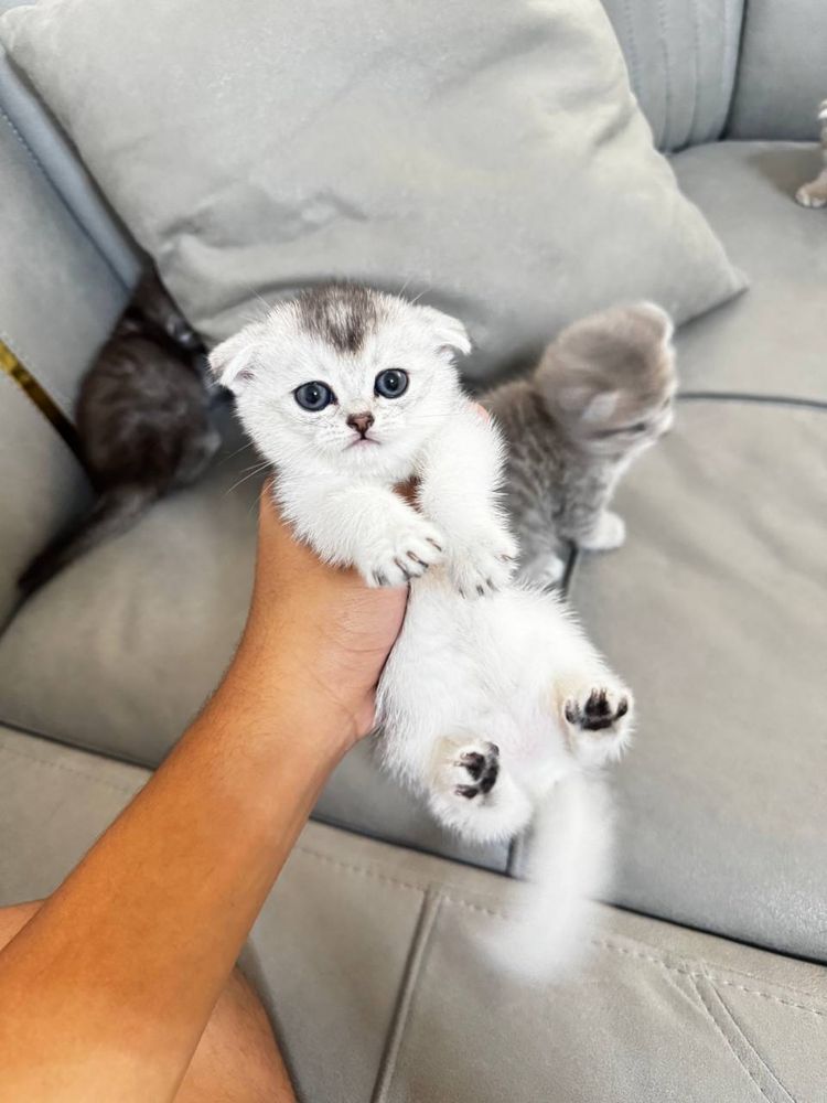продается котята лю