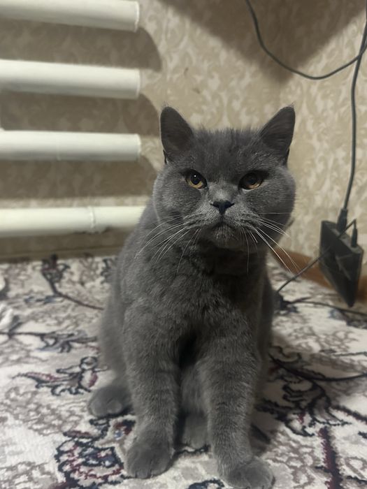 Britanskiy scottish stayt