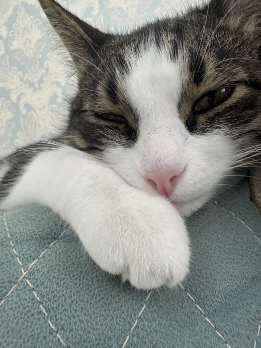 Кот домашний