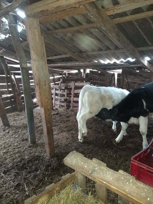 Vind doi vitei o vitea si un taurasi