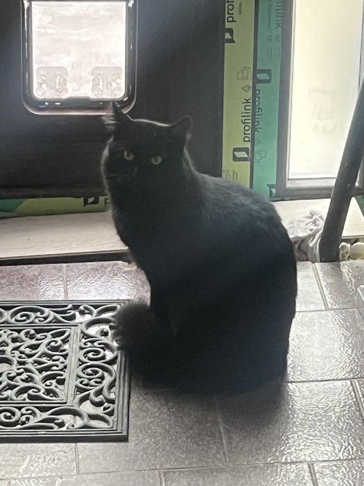 2 черни котенца  с рошева опашка