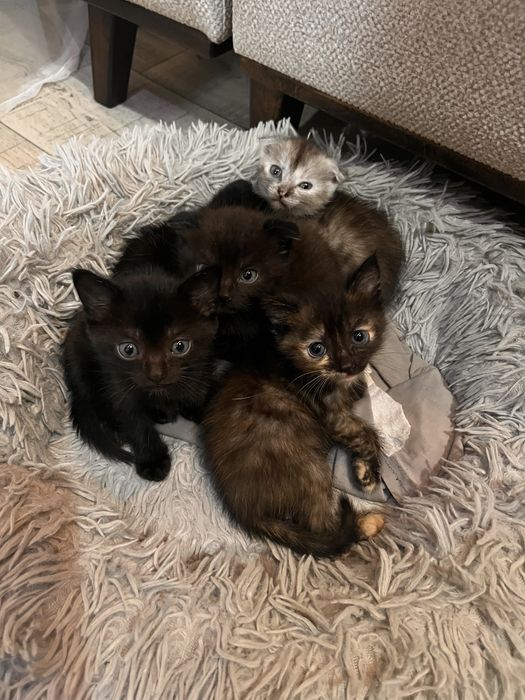 Отдам котят в хорошие руки