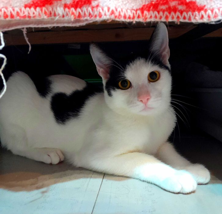 Adoptie pui de pisica alb Zian