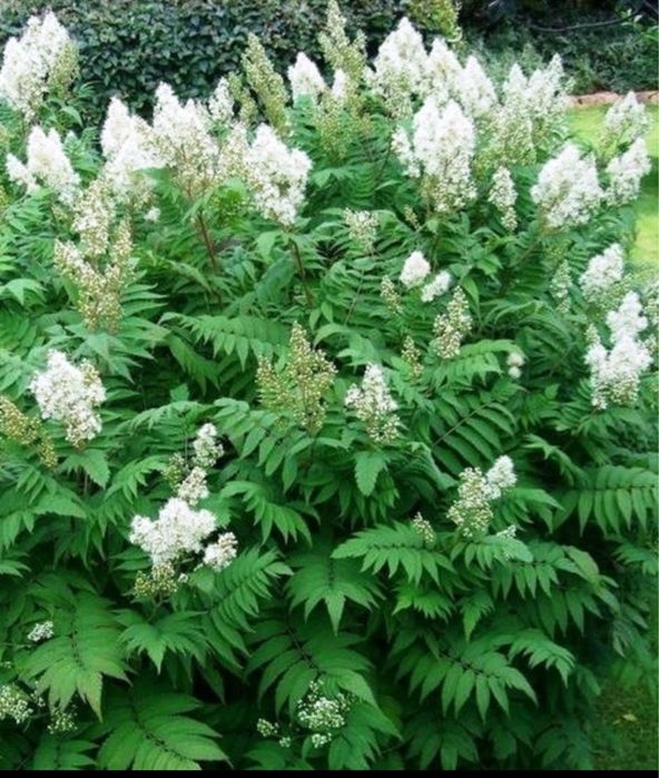 Рябинолистник оптом