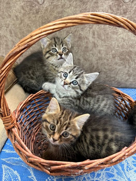 Котята, Тараз, в добрые , заботливые  руки