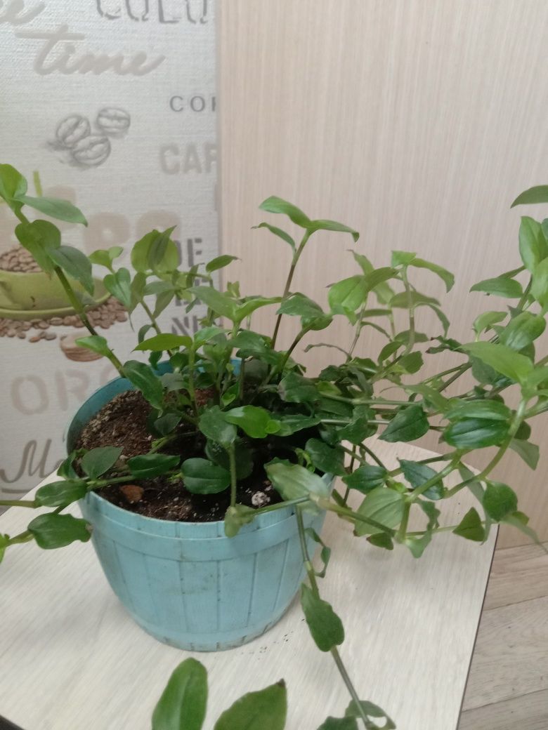 Спешите купить,распродажа