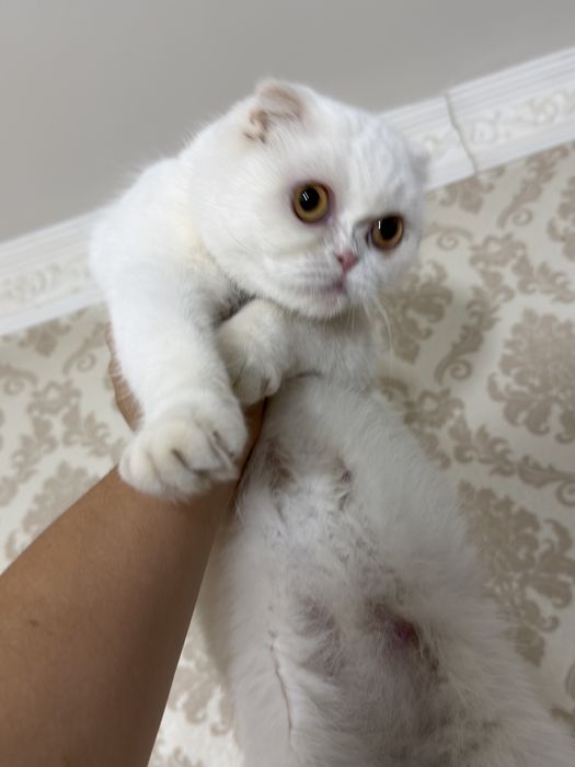 Mushuk skotish fold strayt sotladi