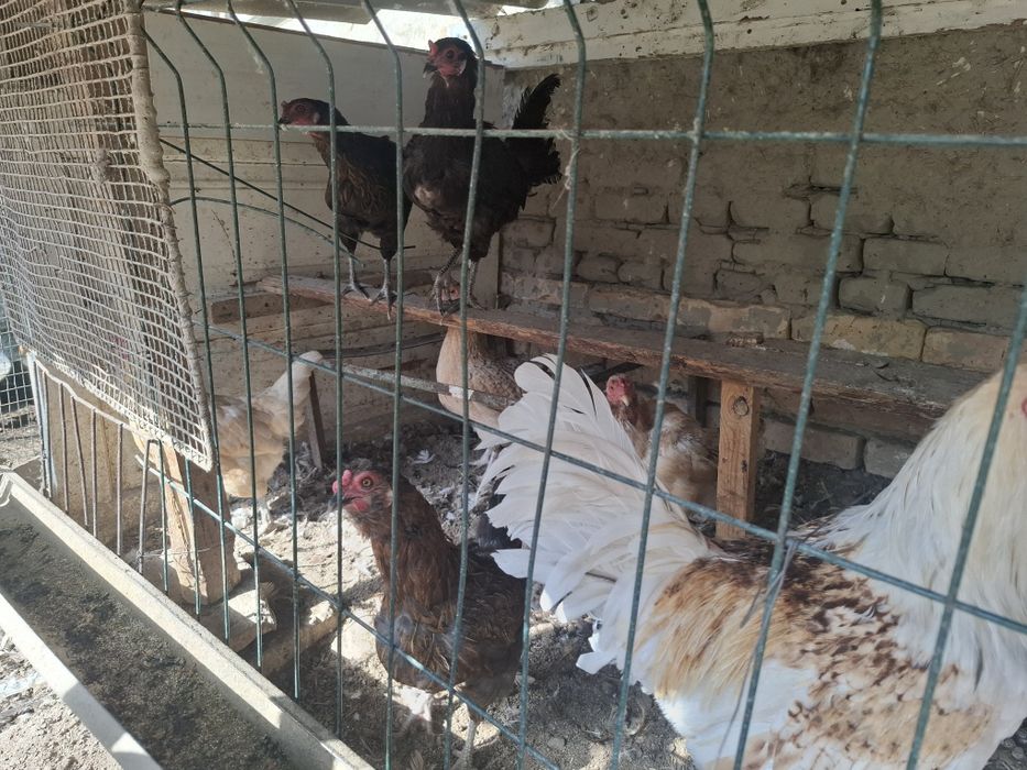 Товуклар сотилади донаси 140000 дан