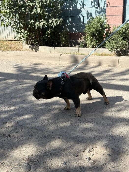 Французкий бульдок