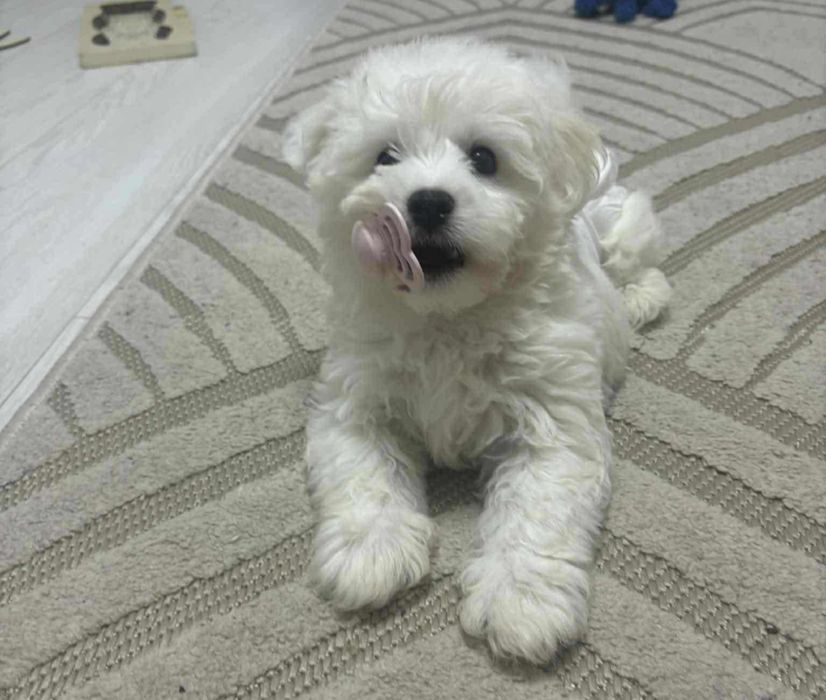 Mascul Bichon Maltez