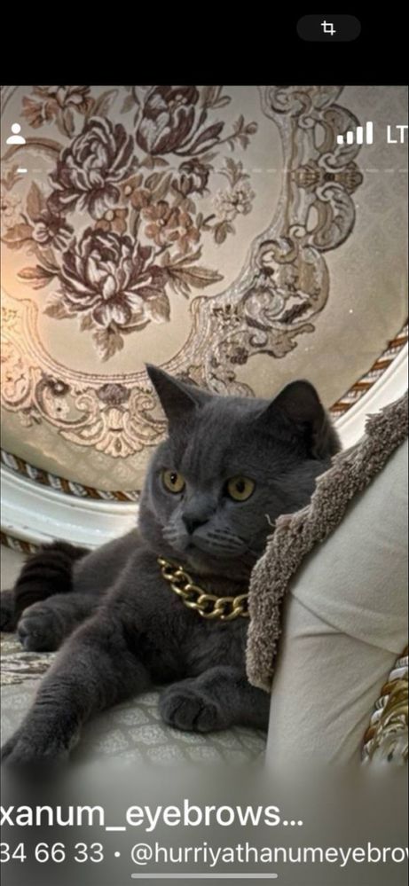 Вязка скотш страйк