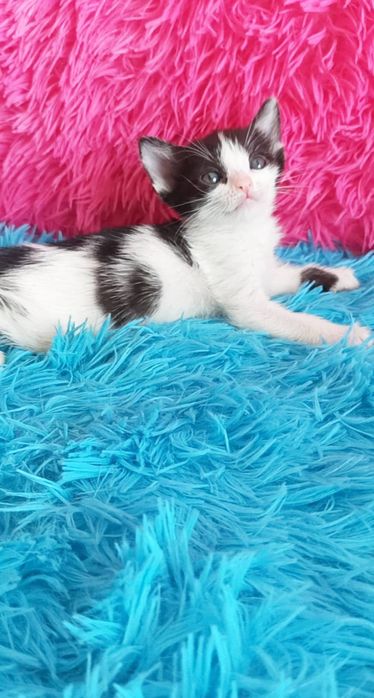 Котятки ждут заботливых хозяев