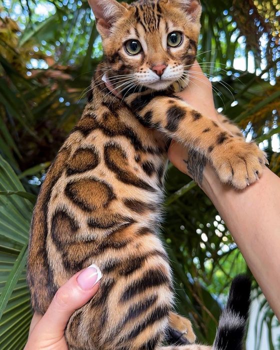 Бенгальские котята