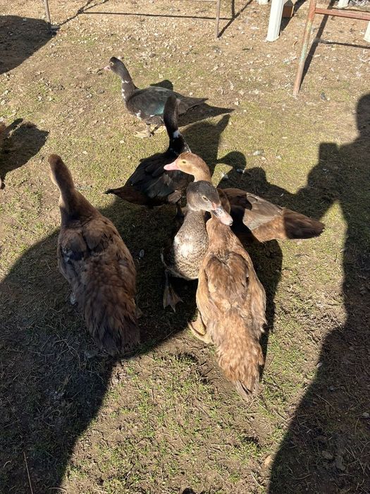 Vând rațe leșești